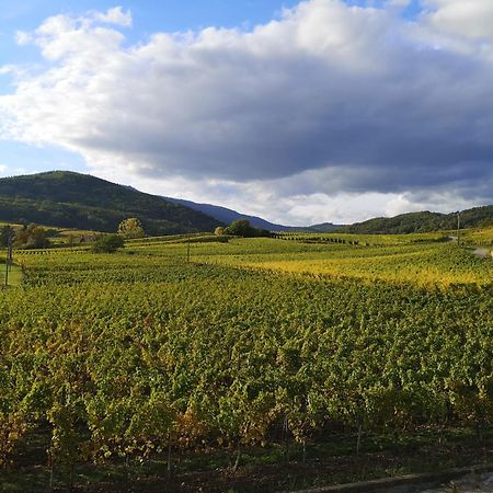 Cocon De Caractere Au Coeur Des Vignes Alsaciennes Lägenhet Bergheim Exteriör bild