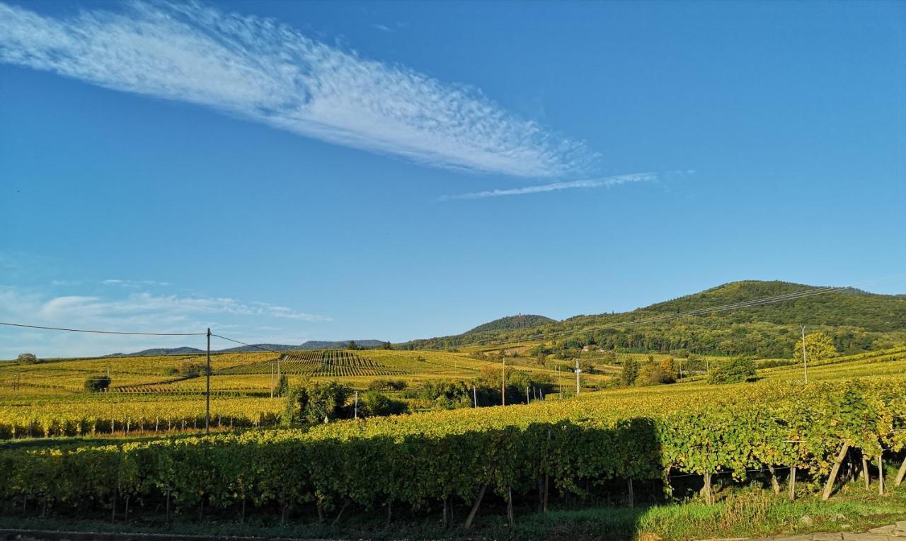 Cocon De Caractere Au Coeur Des Vignes Alsaciennes Lägenhet Bergheim Exteriör bild