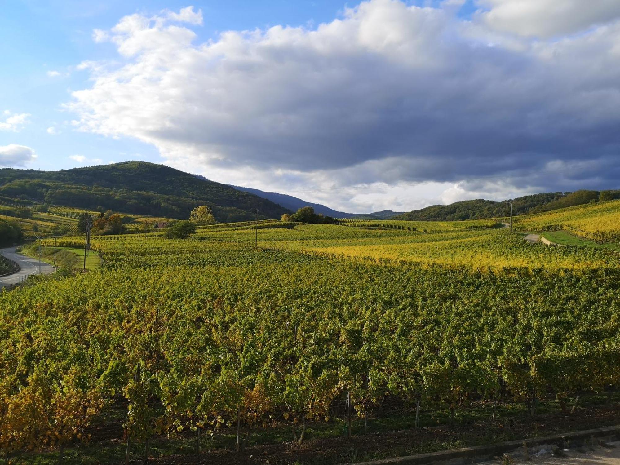 Cocon De Caractere Au Coeur Des Vignes Alsaciennes Lägenhet Bergheim Exteriör bild